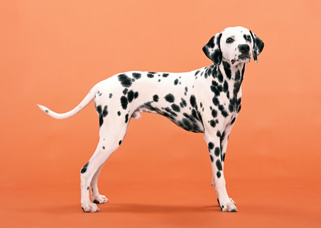 A striking Dalmatian with a white coat covered in black spots running athletically through an open field