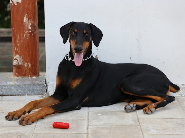 A sleek black and tan Doberman Pinscher standing in an alert, noble posture with cropped ears and a muscular build