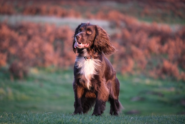 English Cocker Spaniel photo