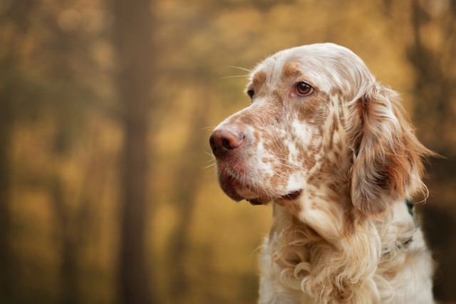 English Setter photo