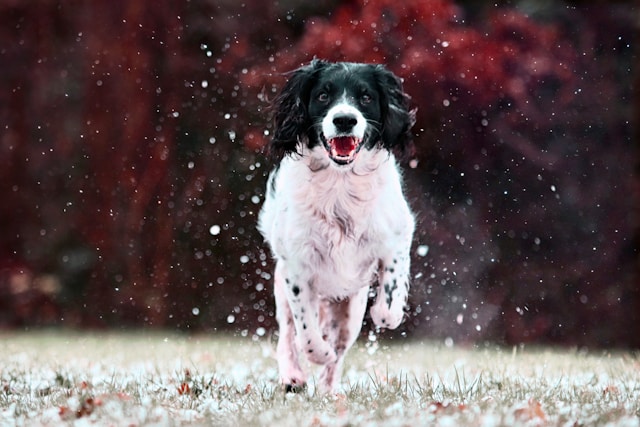 An English Springer Spaniel with liver and white markings running through tall grass