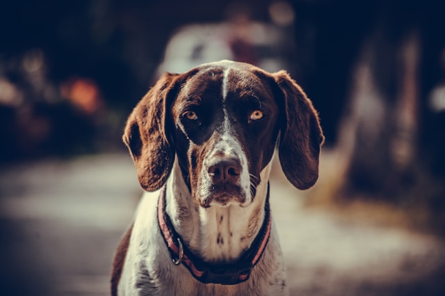 German Shorthaired Pointer photo