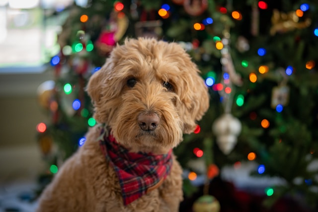 A fluffy Goldendoodle with a wavy golden coat sitting happily with a playful expression in a park setting