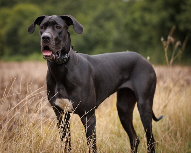 A majestic Great Dane standing tall with a sleek fawn coat and dark mask, demonstrating the breed's impressive stature and noble bearing