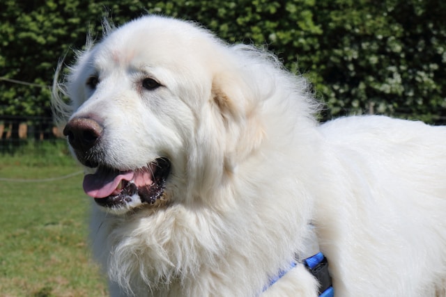 A Great Pyrenees in a natural setting showing typical breed characteristics