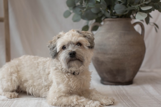 A cheerful Havanese dog with a flowing silky coat sitting attentively, showcasing its bright eyes and friendly expression