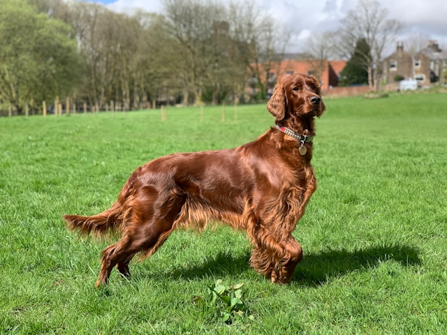 Irish Setter photo
