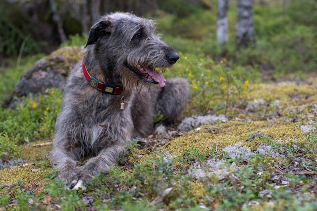 Irish Wolfhound photo