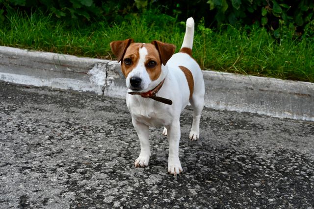 A Jack Russell Terrier running energetically through a green field