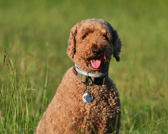 A curly-coated Labradoodle with a warm chocolate brown coat looking energetic and friendly in an outdoor setting