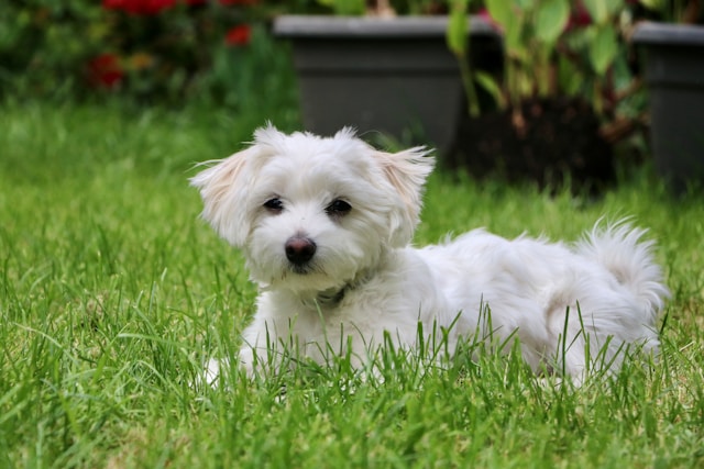 A white Maltese with a flowing silky coat and dark round eyes sitting elegantly, displaying the breed's refined and gentle appearance