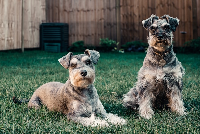 A salt and pepper Miniature Schnauzer with a neatly trimmed beard and expressive eyebrows looking at the camera with an alert expression