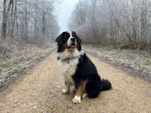 A large black Newfoundland dog standing by a lake with thick glistening coat