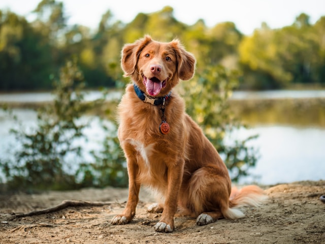 Nova Scotia Duck Tolling Retriever photo