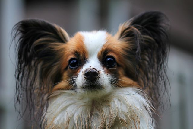A Papillon in a natural setting showing typical breed characteristics