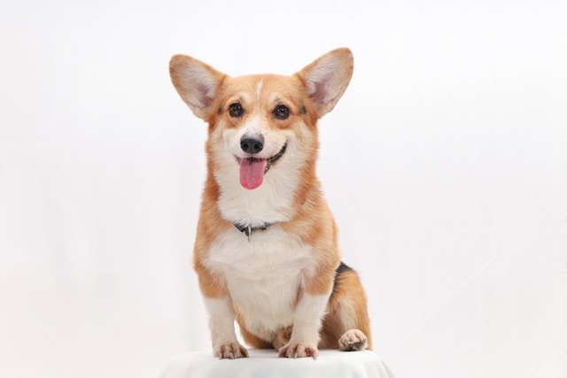 A happy Pembroke Welsh Corgi with a red and white coat sitting on green grass, displaying the breed's fox-like face and upright ears