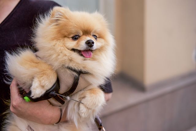 A fluffy orange Pomeranian with a fox-like face and thick double coat standing alertly, displaying the breed's confident and lively demeanor