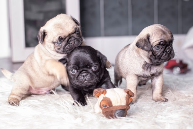 A fawn Pug with a wrinkled face sitting on a cozy blanket