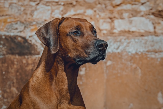 A muscular Rhodesian Ridgeback with wheaten coat standing proudly