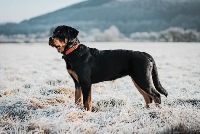 A powerful Rottweiler with black and tan markings standing confidently, displaying the breed's muscular build and alert demeanor