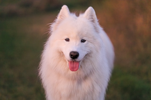 A fluffy white Samoyed with its characteristic smile in a snowy landscape