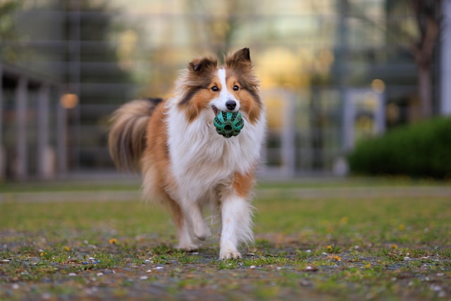 A beautiful Shetland Sheepdog with a thick sable and white coat standing alert in a grassy field with an attentive expression