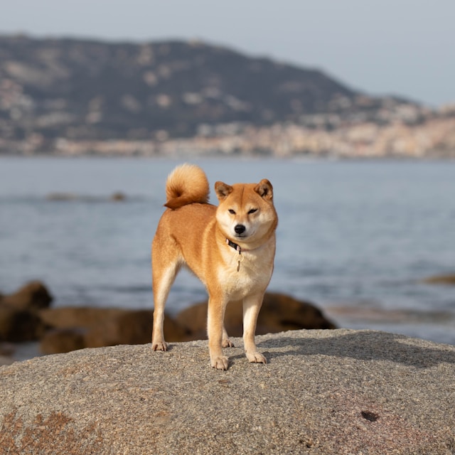 A Shiba Inu with red coat standing alert in an autumn park