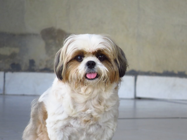 A well-groomed Shih Tzu with a flowing coat and a small bow on its head sitting on a soft surface, looking calm and adorable