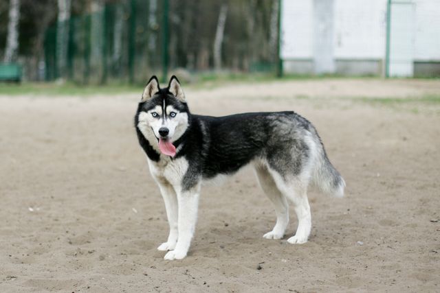 A Siberian Husky with striking blue eyes and gray and white coat in a snowy landscape, showing the breed's wolf-like appearance