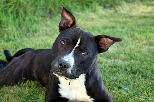 A muscular Staffordshire Bull Terrier with brindle coat sitting calmly with gentle expression