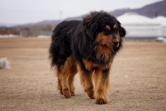 Tibetan Mastiff photo
