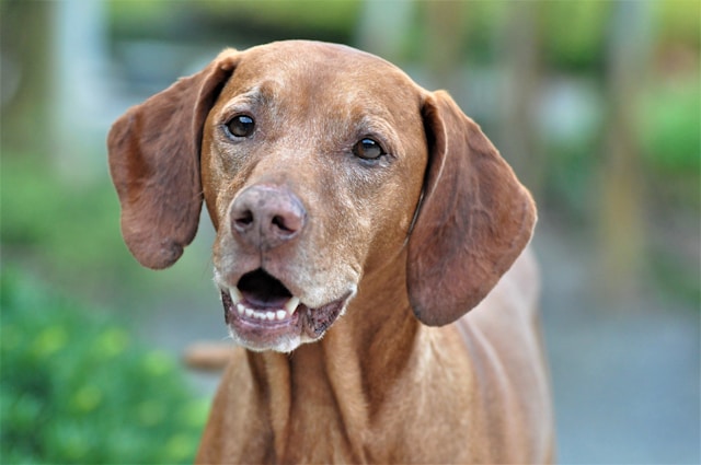 A lean golden-rust Vizsla standing gracefully in a sunlit field with an alert and noble expression