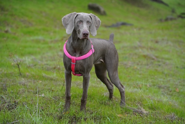 A sleek silver-gray Weimaraner with piercing amber eyes standing in an alert pose in a natural outdoor setting
