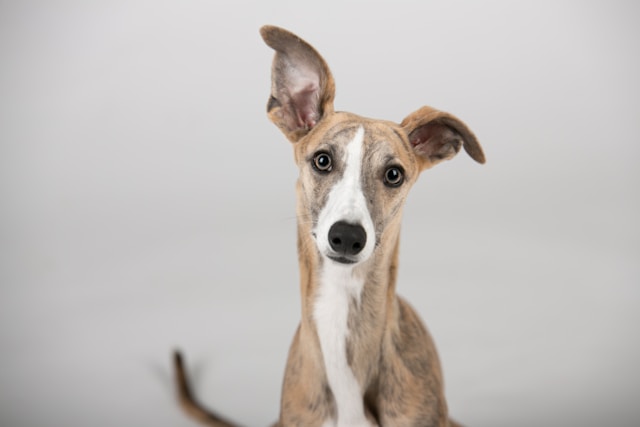 An elegant Whippet with a sleek fawn coat standing gracefully in a park