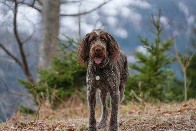 Wirehaired Pointing Griffon photo