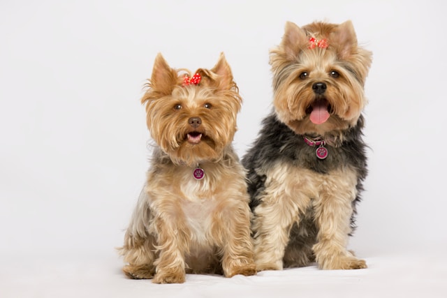 A Yorkshire Terrier with silky tan and blue coat looking alert, showing the breed's small size and spirited expression
