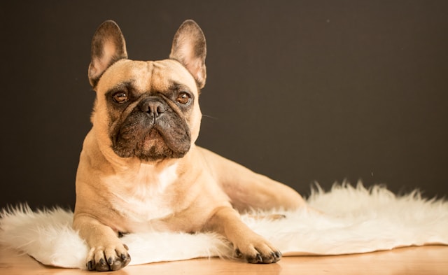 A fawn French Bulldog with bat-like ears sitting on a sidewalk, looking directly at the camera with a friendly expression