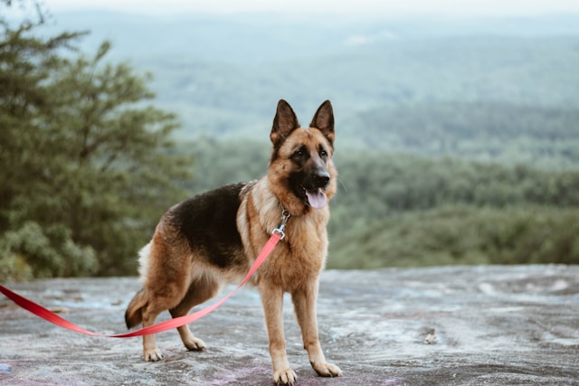 A German Shepherd with black and tan coat standing alert with attentive ears, showing intelligent and loyal expression