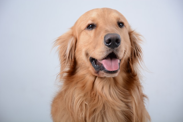 A happy Golden Retriever with a golden coat sitting outdoors in a sunny garden, looking friendly and approachable