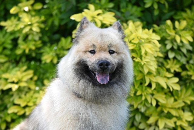 Keeshond photo