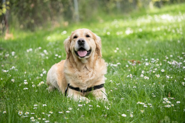 A black Labrador Retriever with a shiny coat standing outdoors with tongue out, appearing energetic and friendly