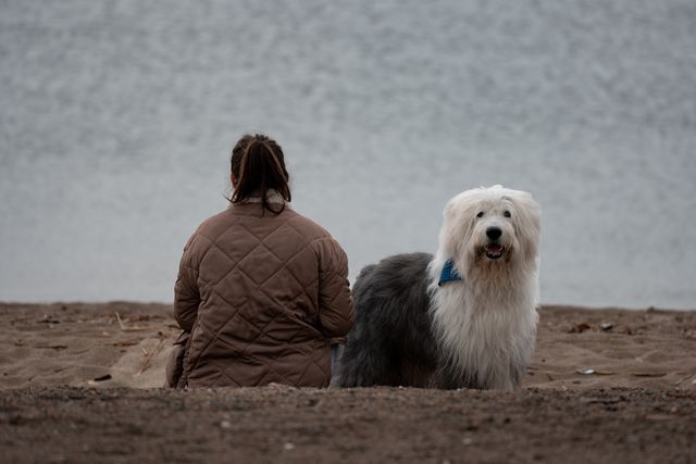 Old English Sheepdog photo