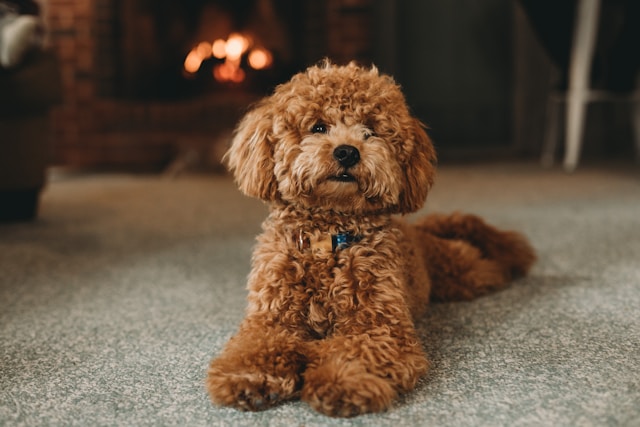 A white Standard Poodle with an elegant groomed coat standing gracefully, showcasing the breed's dignified appearance