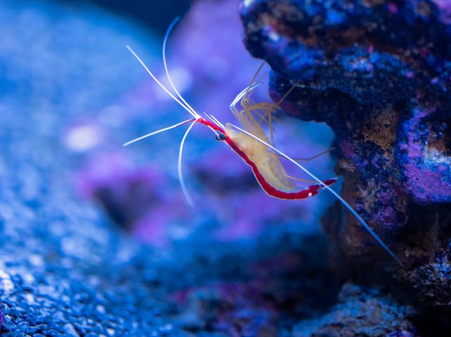 Amano Shrimp photo
