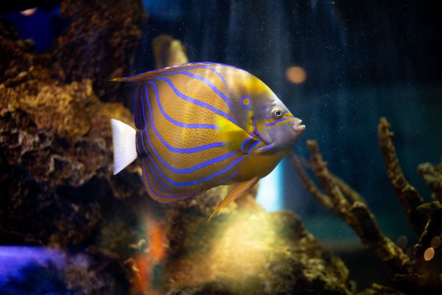 Angelfish photo