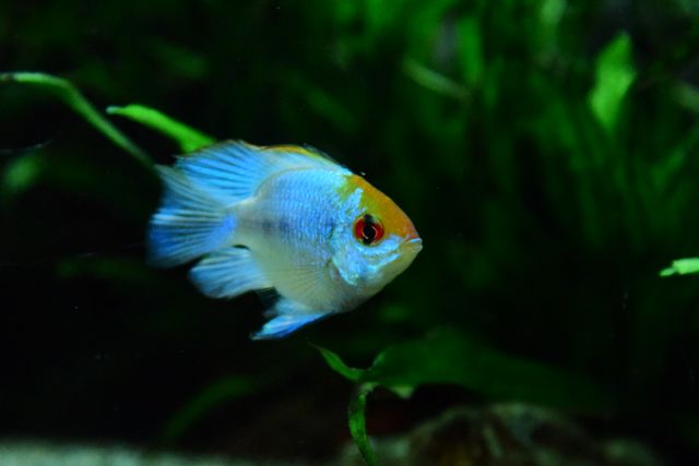 Apistogramma photo