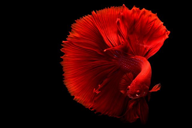 Betta Fish photo