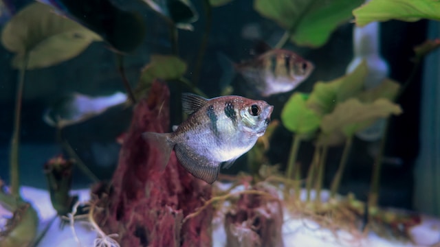 Black Skirt Tetra photo