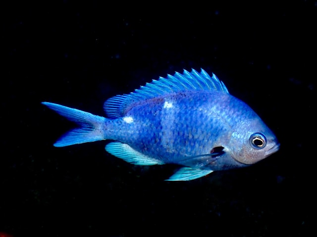 Blue Acara photo