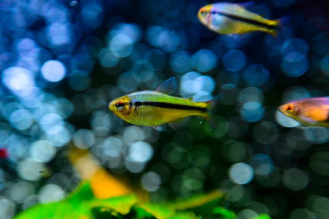 Bolivian Ram photo